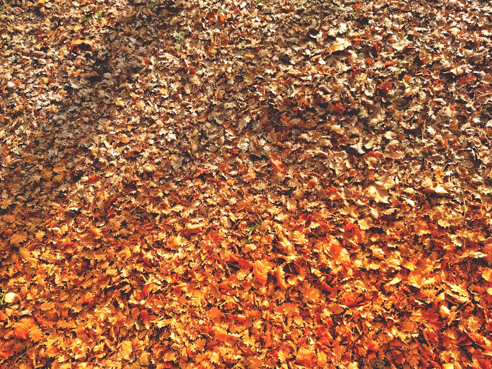 brown dried leaves field