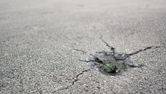 A small green plant is growing through a crack on a rough, grey concrete surface. The contrast between the delicate plant and the hard concrete highlights the resilience and determination of nature.
