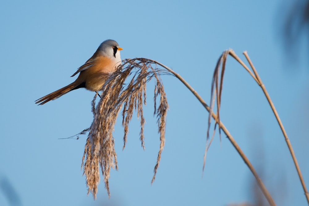 white and beige bird perched on wheat plant