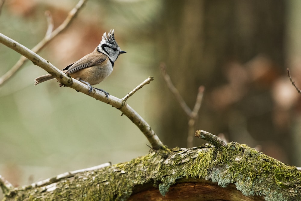 colibri brun sur branche d’arbre