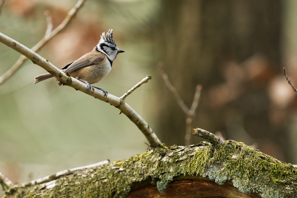 brown humming bird on tree branch