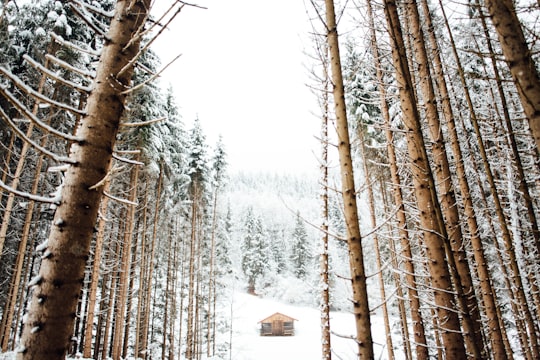 cabin in snow covered forest in Garmisch-Partenkirchen Germany