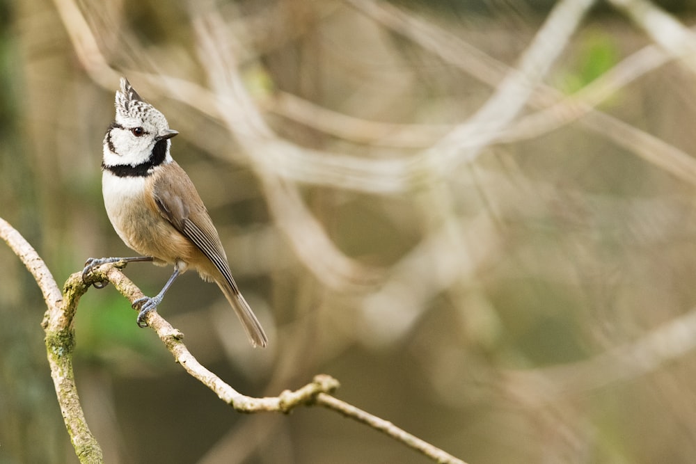 Fotografía de enfoque selectivo de pájaro marrón posado en una rama