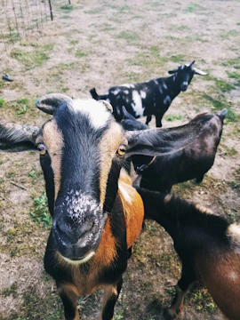Close-up photo of healthy goats grazing in a green pasture.