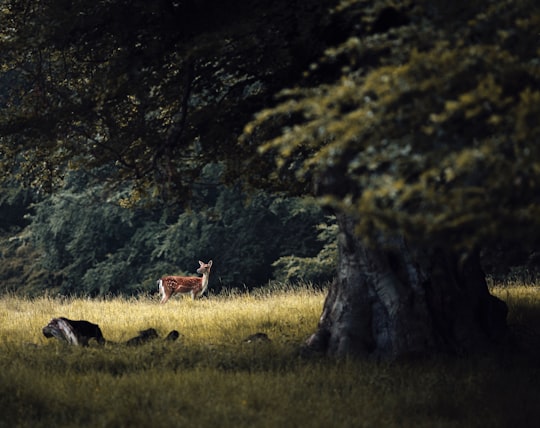 brown deer in a field, in Jægersborg Dyrehave Denmark