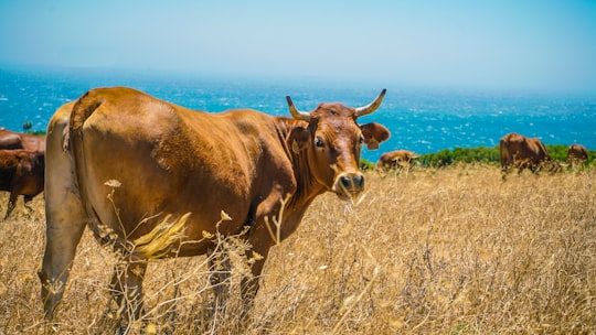 herd of cattle on brown grass field at daytime in Tarifa Spain