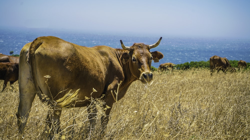 herd of cattle on brown grass field at daytime