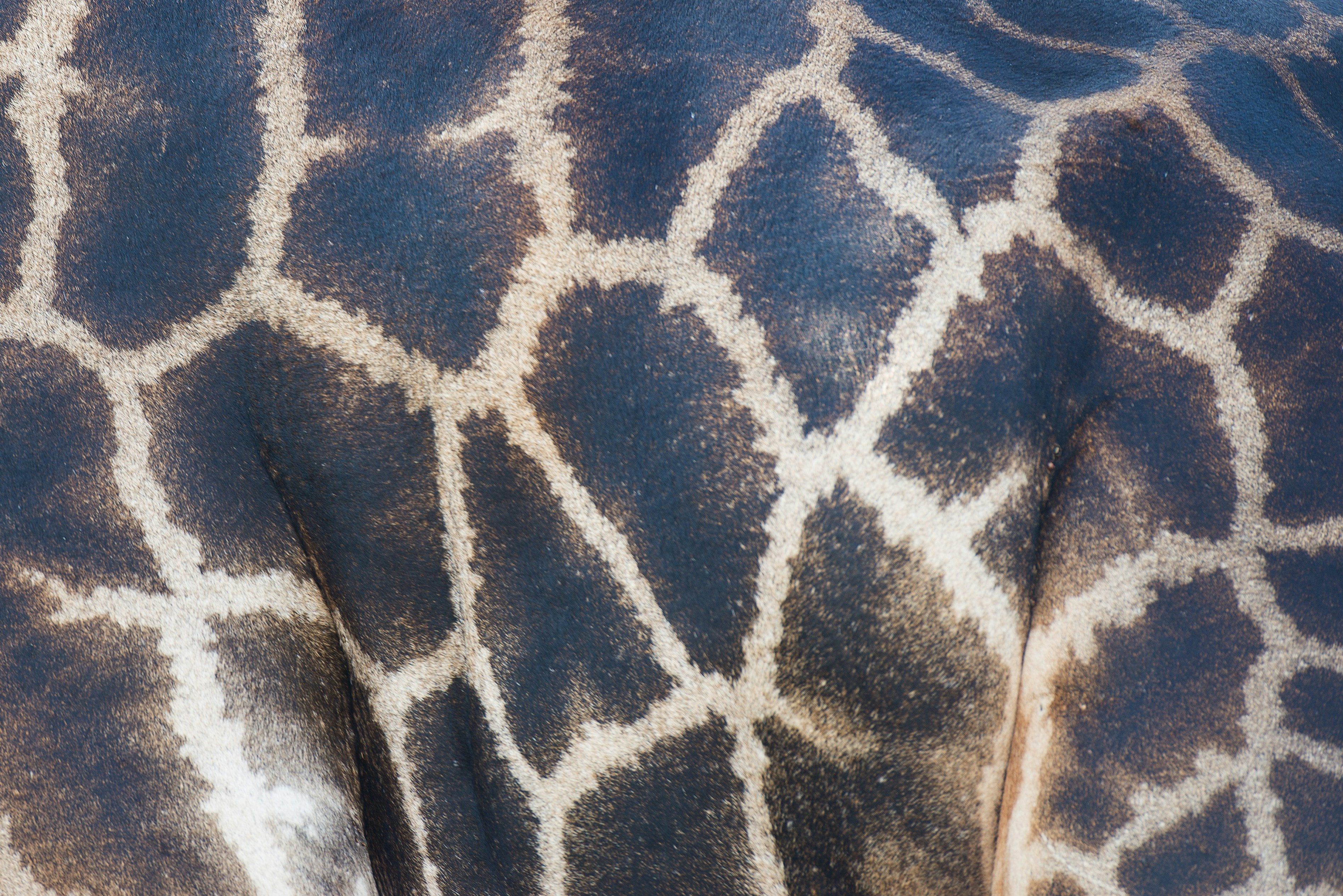 18 Earth-Tone Tortoiseshell Cat Names Inspired by Natural Patterns