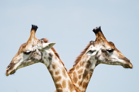Kleene AI vs. Forvio AI: Which Offers Better Data Integration?