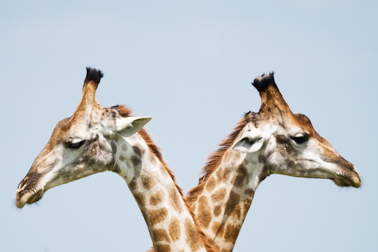 two giraffe illustration in Kruger National Park South Africa