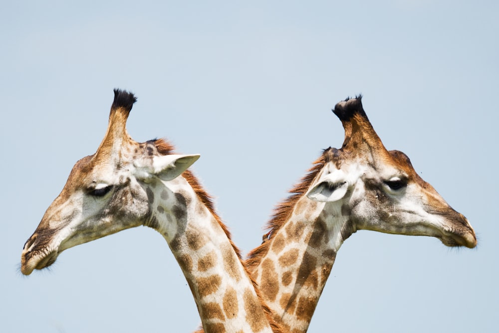two giraffe illustration