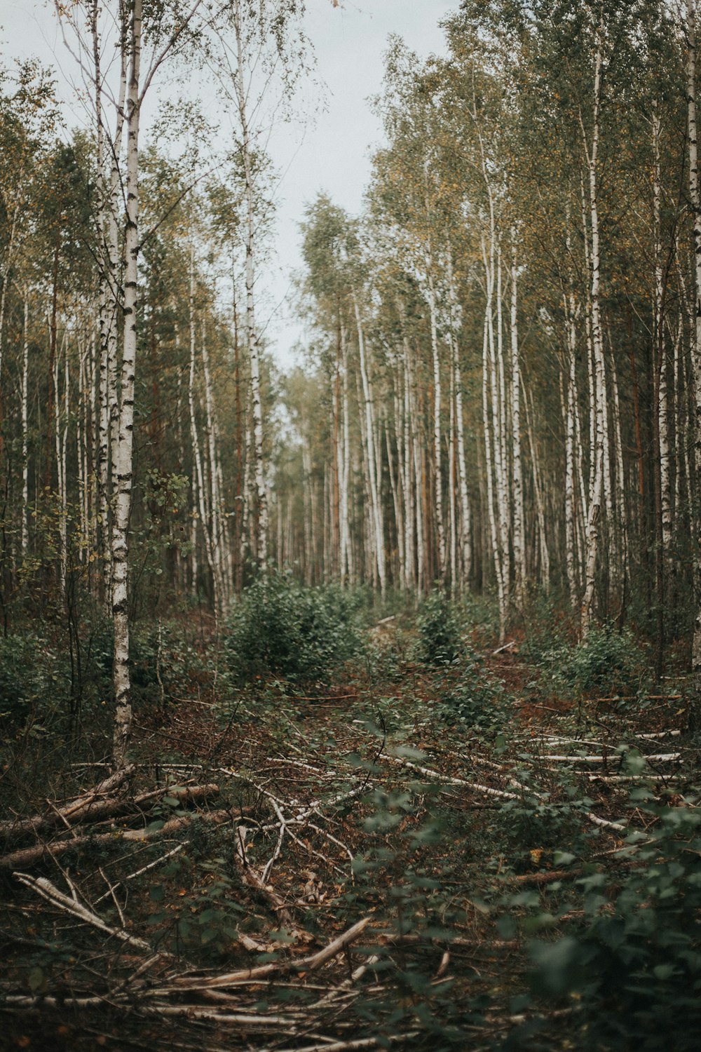 forest with green leafed trees during daytime