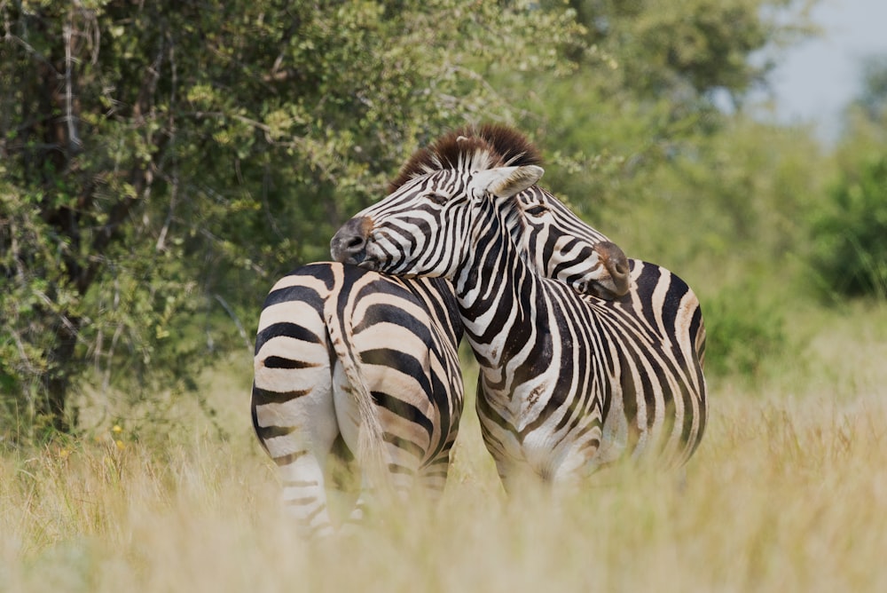 fotografia a fuoco superficiale di due zebre che si coccolano alla fauna selvatica