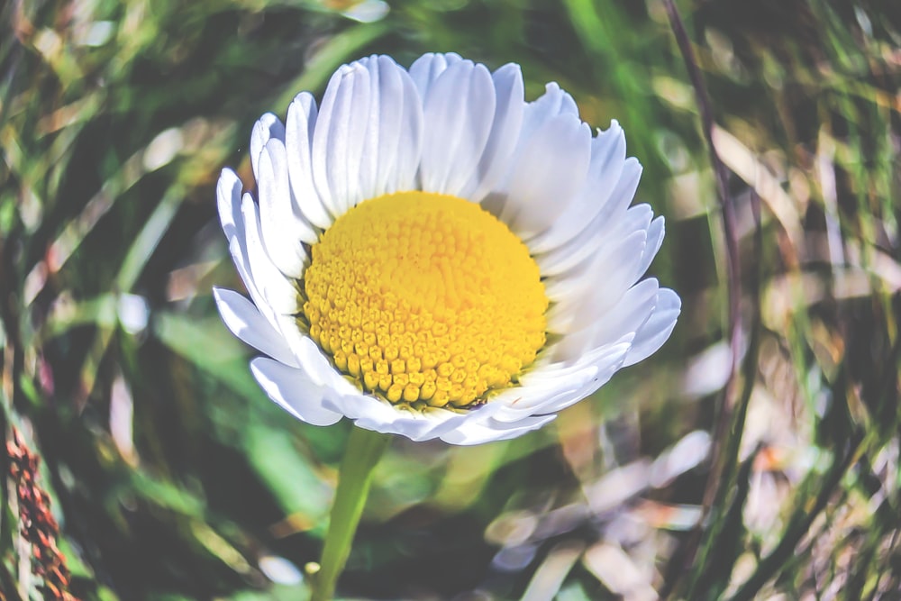 closeup photo of white daisy flower