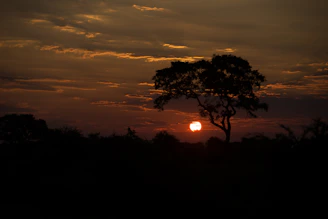 Artistic photo of a lone tree silhouetted against a glowing sunset sky.