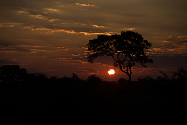 Artistic photo of a lone tree silhouetted against a glowing sunset sky.