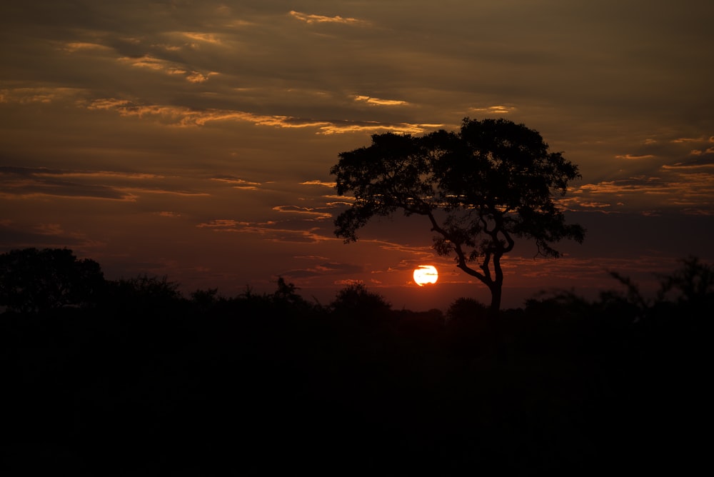 trees during golden hour