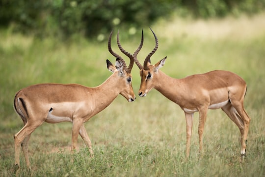 two brown deer on green grass field during daytime in Kruger National Park South Africa