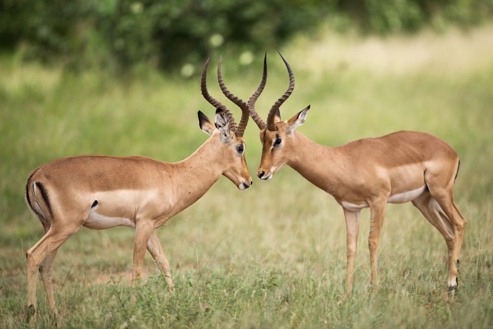 two brown deer on green grass field during daytime