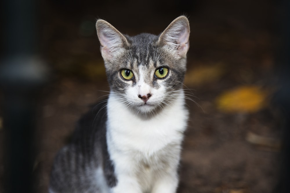 white and gray cat sitting on brown surface