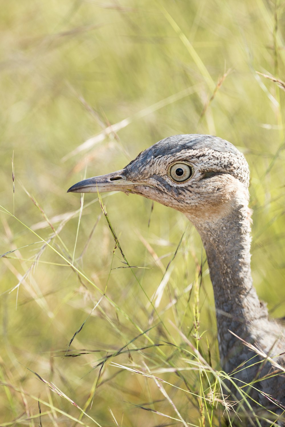 shallow focus photography of bird in grass field