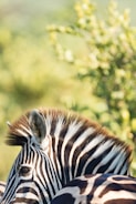 A close-up side view of a zebra's head and part of its back, featuring its distinct black and white stripes. The background has a soft focus on green foliage, hinting at a natural habitat.