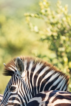 A close-up side view of a zebra's head and part of its back, featuring its distinct black and white stripes. The background has a soft focus on green foliage, hinting at a natural habitat.