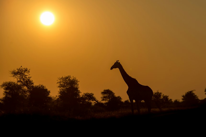 Giraffe silhouetted against the sunset in Kruger National Park, South Africa