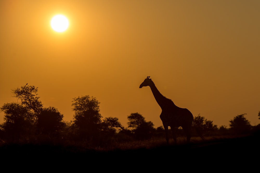silhouette of giraffe near trees