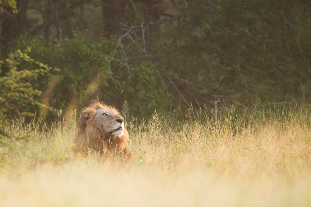 brown lion lying on grasses during daytime