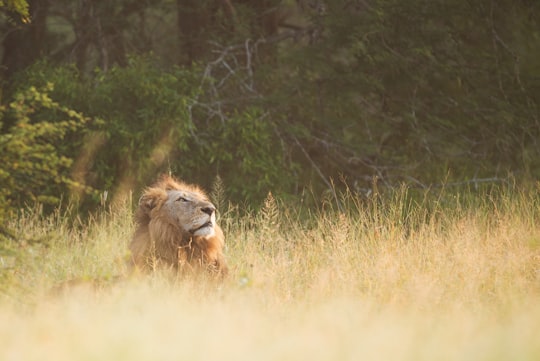 brown lion lying on grasses during daytime in Kruger National Park South Africa