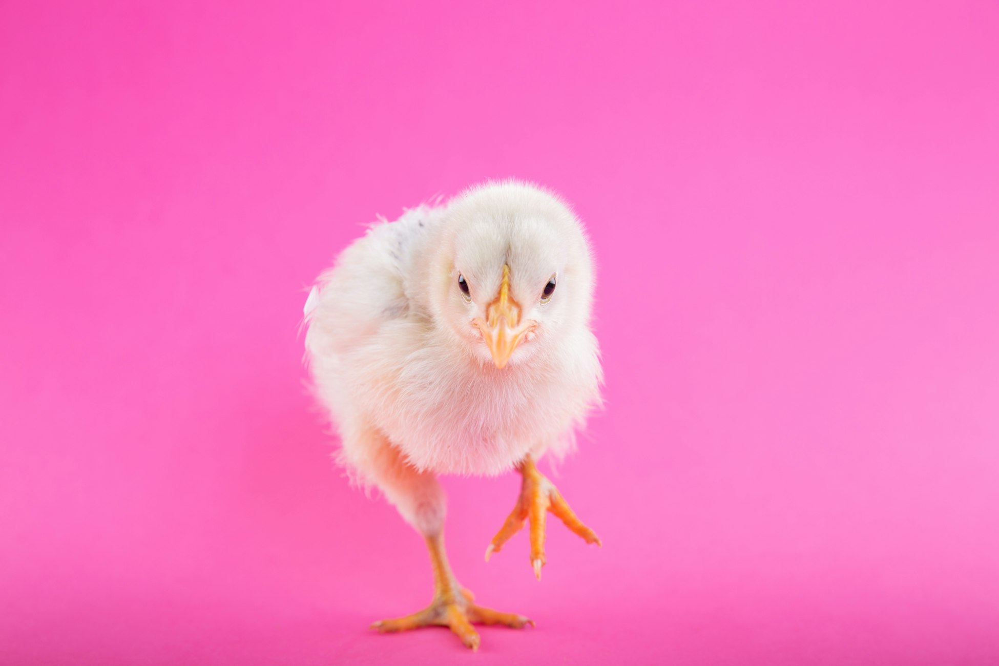 Picture of a chick, by Toni Cuenca