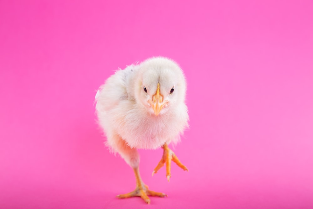 a baby white chick on a pink background