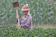 woman holding gardening tool