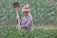 A happy farmer holding agricultural tools in a green field.