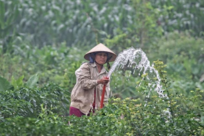 woman watering plants during daytime