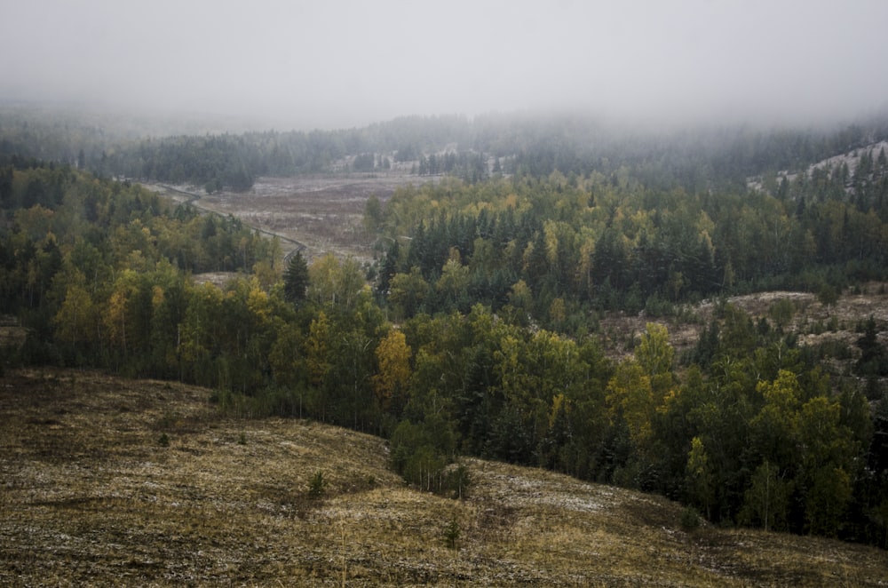 landscape photography of green leafed trees