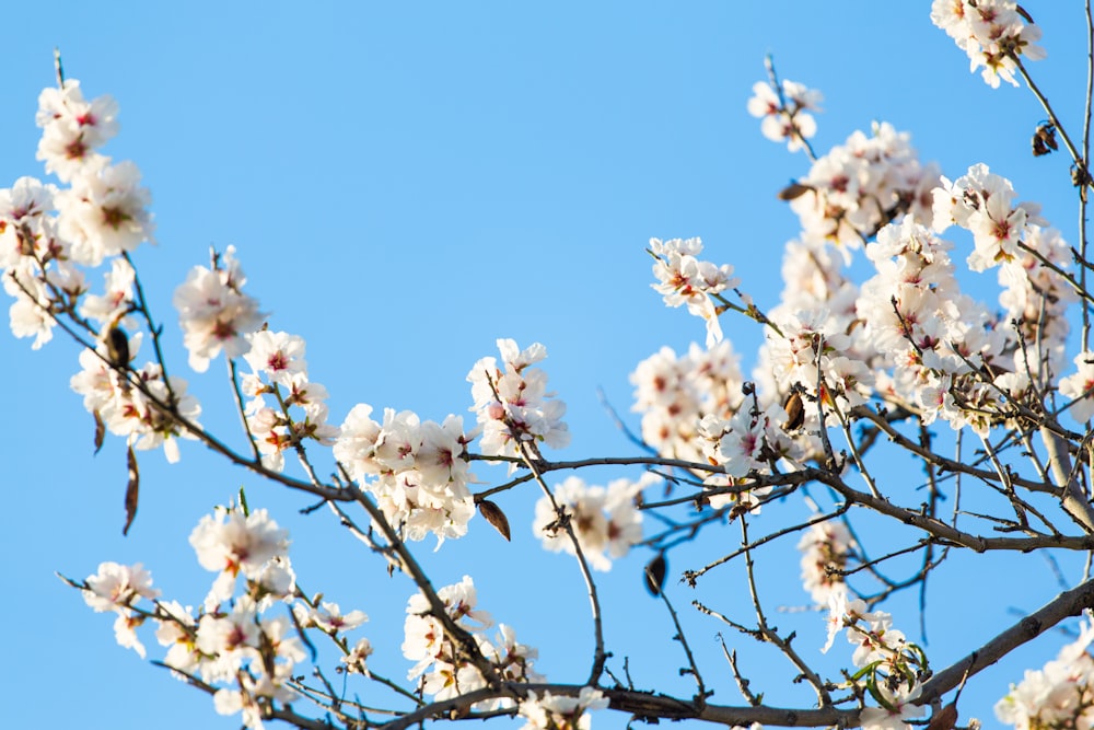 worm's eye view photography of cherry blossom tree