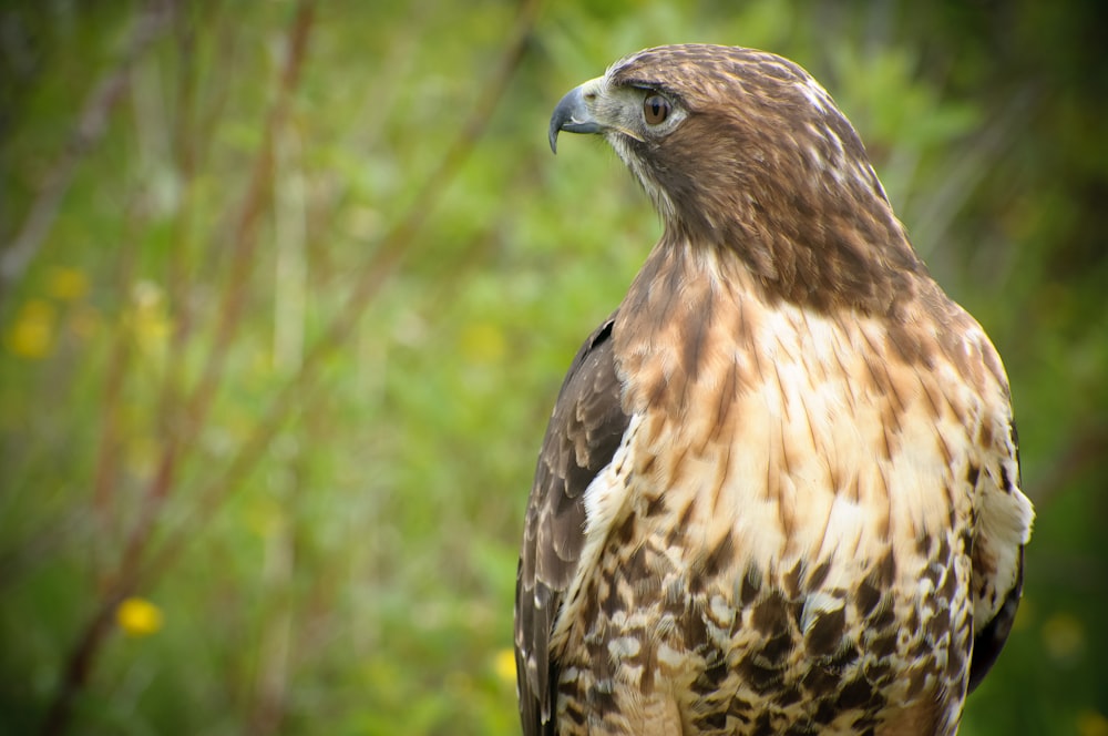 shallow focus photography of brown bird