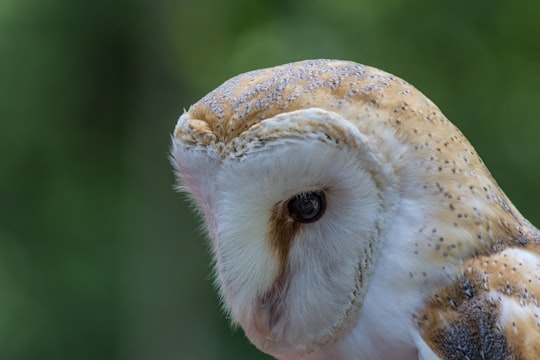 closeup photo of white barn owl in Penetanguishene Canada