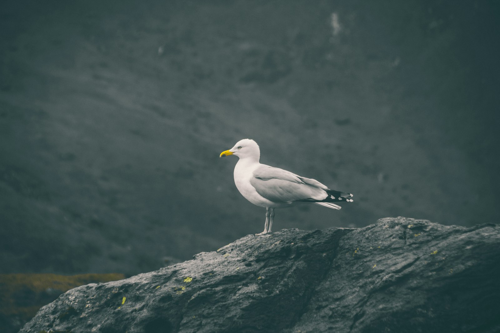 Tamron 18-200mm F3.5-6.3 Di II VC sample photo. Seagull resting on rock photography