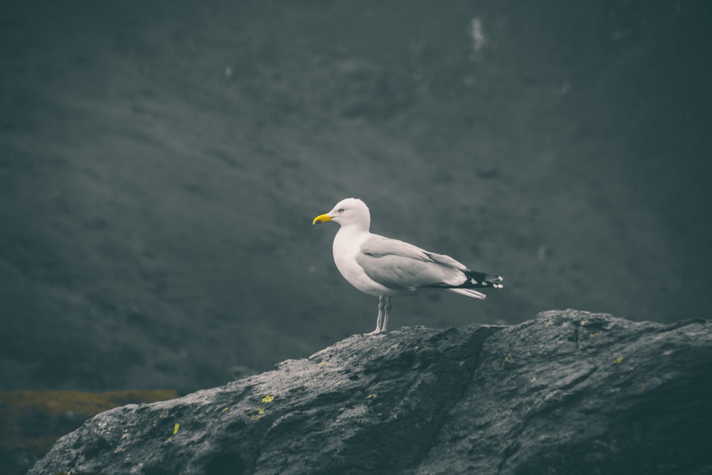 seagull resting on rock