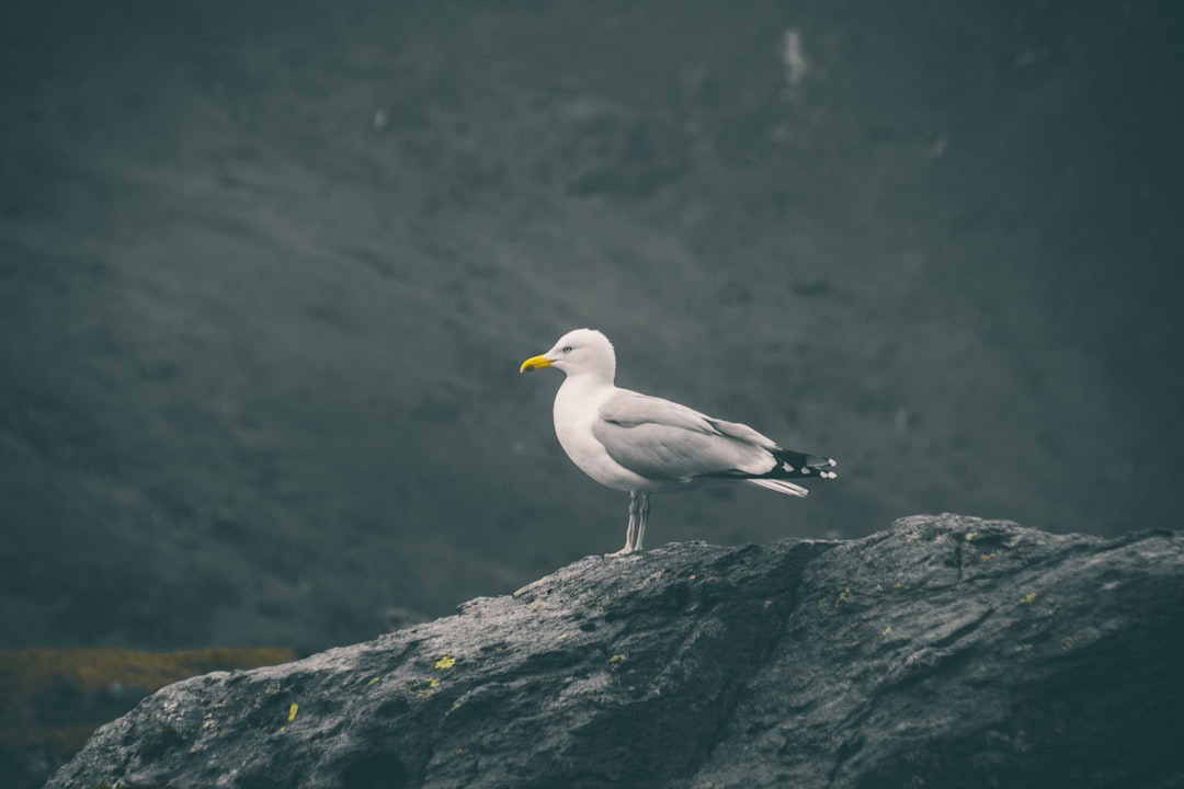 Wildlife photo spot Snowdon Wirral