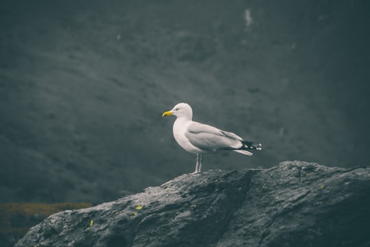 seagull resting on rock in Snowdon United Kingdom