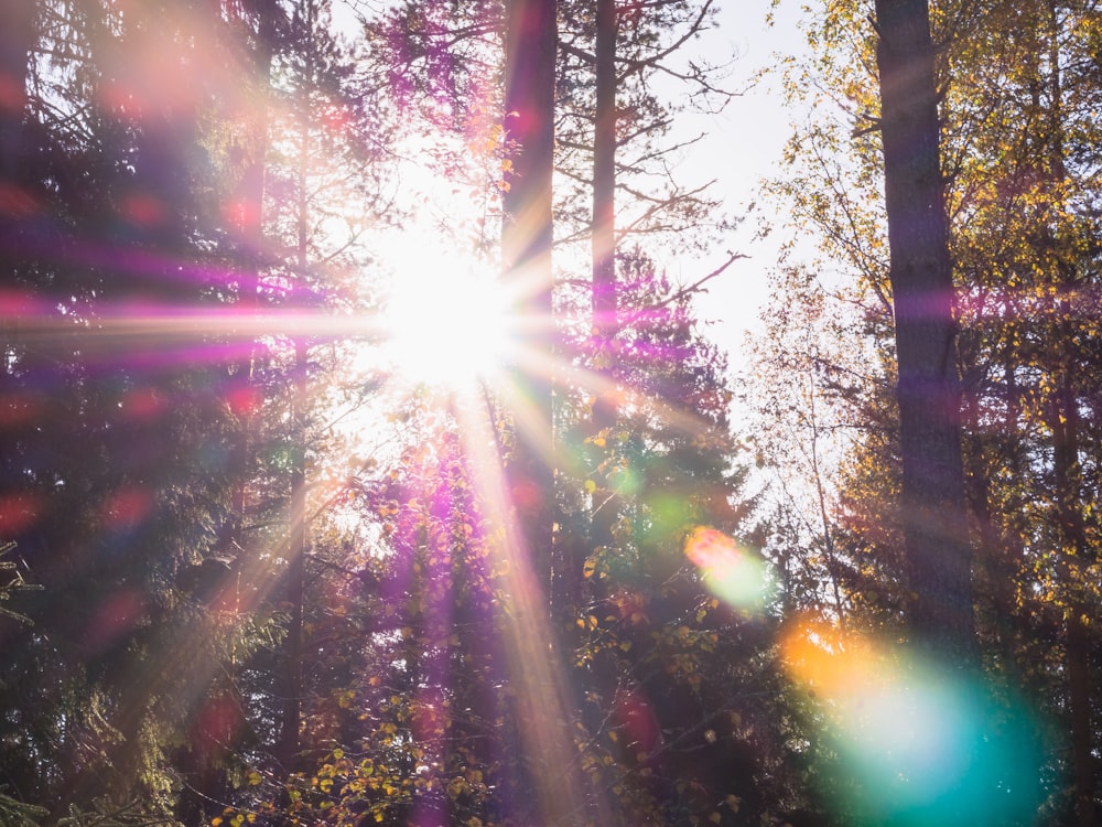 foresta con luce solare