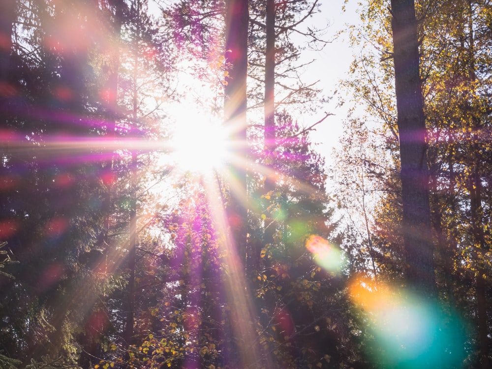 forest with sunlight