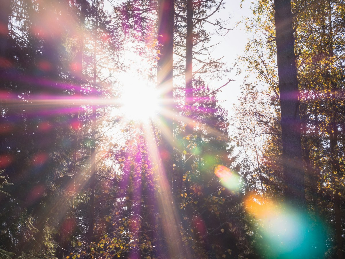 Sunlight filtering through a forest with a visible lens flare, illustrating how focused attention concentrates diffuse energy into a directional force