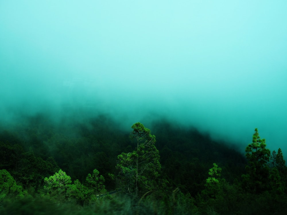 árvores de folhas verdes cercadas por nevoeiro