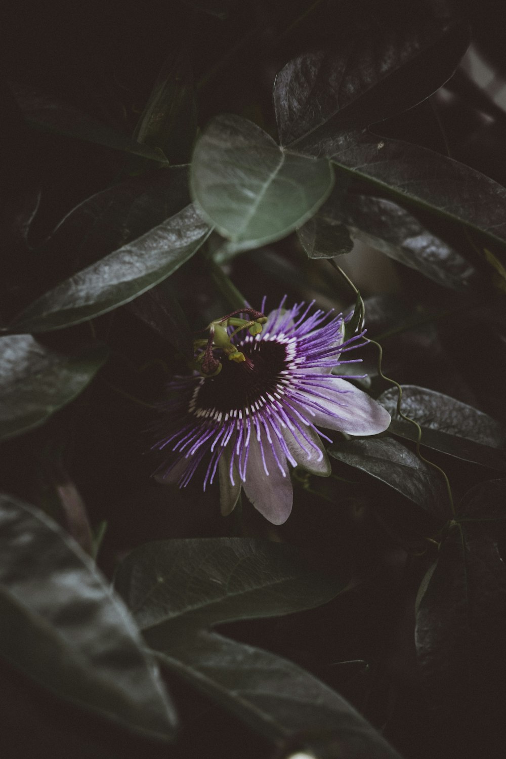 Fotografía de enfoque superficial de flor púrpura
