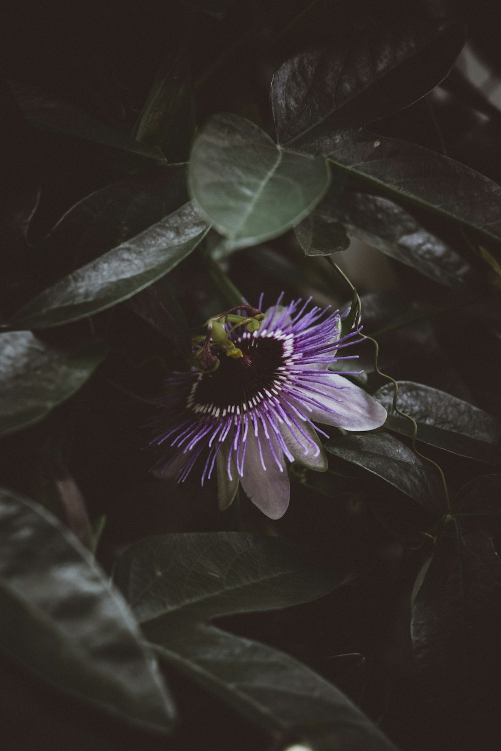 shallow focus photography of purple flower